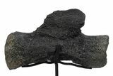 Sauropod Distal Caudal Vertebra w/ Stand - Bone Cabin Quarry #356932-3
